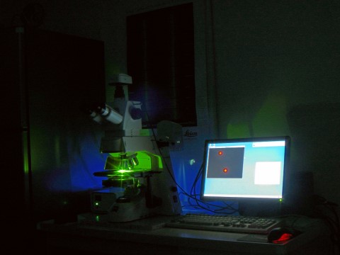 epifluorescence microscope